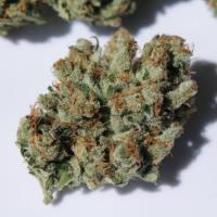 Dreamland Medications image 5